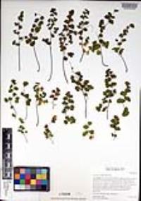 Adiantum jordanii image
