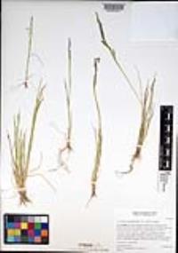 Deschampsia danthonioides image