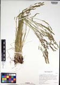 Deschampsia danthonioides image