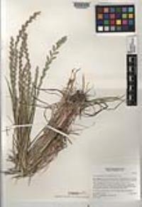 Festuca perennis image