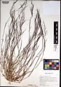Muhlenbergia microsperma image