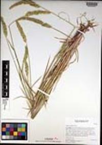 Phalaris lemmonii image