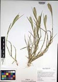 Phalaris paradoxa image