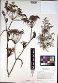 Foeniculum vulgare image