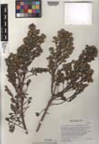 Baccharis pilularis subsp. consanguinea image