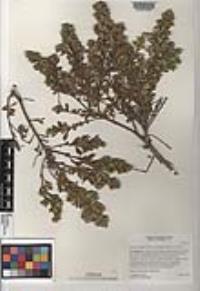 Baccharis pilularis subsp. consanguinea image