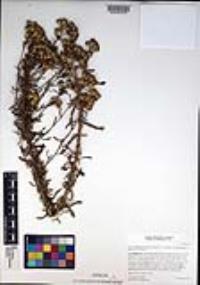Isocoma menziesii var. vernonioides image
