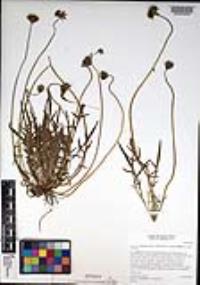 Microseris douglasii subsp. platycarpha image