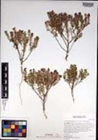 Lepidium lasiocarpum image