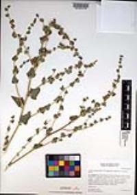 Atriplex argentea image