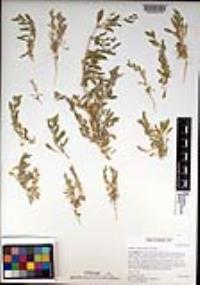 Atriplex coulteri image