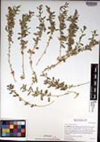 Atriplex semibaccata image