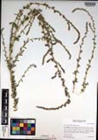 Bassia hyssopifolia image