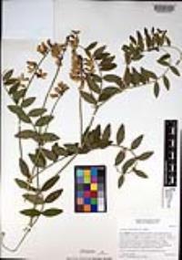 Lathyrus vestitus var. vestitus image