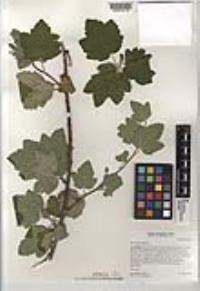 Ribes malvaceum image