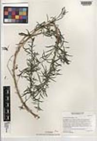 Epilobium brachycarpum image