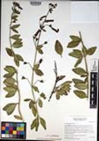 Gambelia speciosa image
