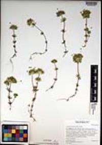 Leptosiphon bicolor image