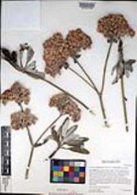 Eriogonum giganteum var. formosum image