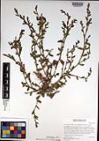 Polygonum aviculare subsp. depressum image