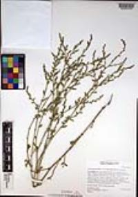 Polygonum aviculare subsp. depressum image
