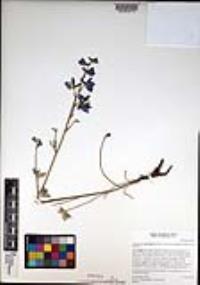 Delphinium variegatum image