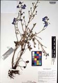 Delphinium variegatum image