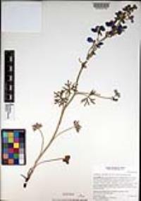 Delphinium variegatum image
