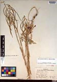 Boechera californica image