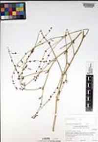 Chlorogalum parviflorum image