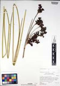 Juncus acutus subsp. leopoldii image