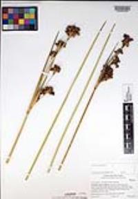 Juncus acutus image