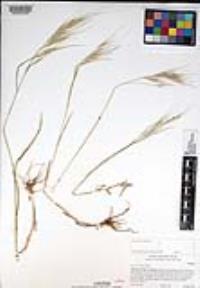 Bromus diandrus image