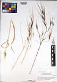 Bromus diandrus image