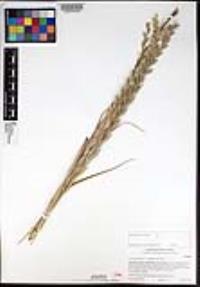 Festuca perennis image