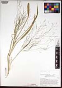 Panicum capillare image