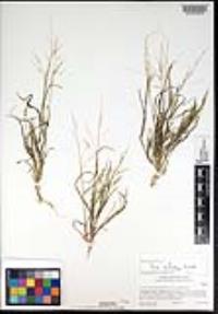 Poa infirma image
