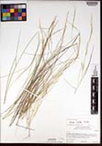 Stipa lepida image