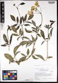 Sambucus cerulea image