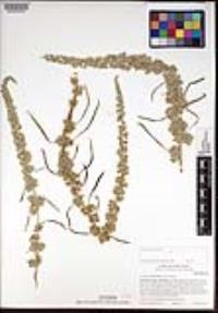 Amaranthus fimbriatus image