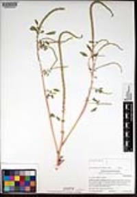 Amaranthus palmeri image