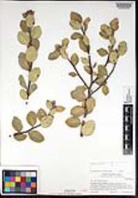 Rhus integrifolia image