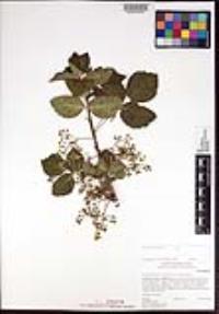 Toxicodendron diversilobum image