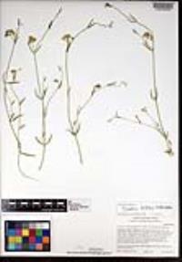 Funastrum hirtellum image