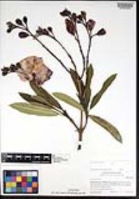 Nerium oleander image