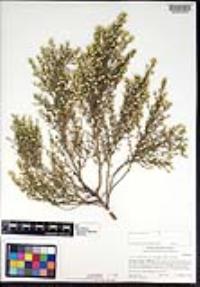 Baccharis pilularis image