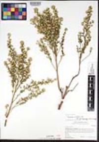 Baccharis pilularis subsp. consanguinea image