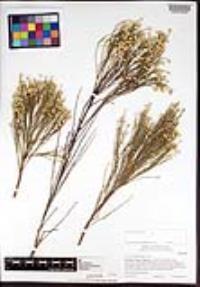 Baccharis sarothroides image