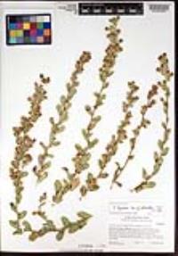 Hazardia squarrosa var. grindelioides image