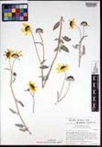 Helianthus petiolaris subsp. canescens image